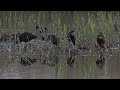 4 Glossy Ibis at RSPB Ham Wall