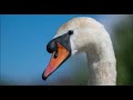 Doffcocker mute swans