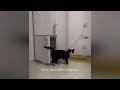 🐶 When Cats Are So Silly 😹 I will die laughing 😂🤣 New Funny Catss 2024 😂