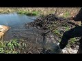 “BEAVERS SUBURBAN WARFARE” Beaver Dam Removal Sparks Ongoing Conflict