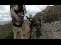 Tamaskan wolf dog and Staffy explore the Portland coast path