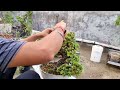 Jade Plant | Bonsai Trimming | Green Spoon Garden