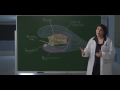 Neuroanatomy S1 E4: Hypothalamus and Limbic System #neuroanatomy #ubcmedicine