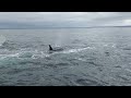 Orca hunt off Orkney