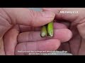 SIMPLE, EASY & FAST! How to Grow Epiphyllum Oxypetalum from Cuttings | Plant Queen of the Night (昙花)