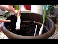 How to Regrow Onions from Scraps (March 2017)