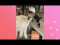 Tiny Goats Climb All Over Huge Alpaca, He Loves It! | Cuddle Buddies