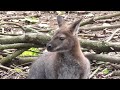 Wobblies! (Wallabies) and other animals at Bridlington Wildlife Park.