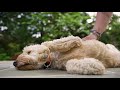 Mini Goldendoodle Belly Rub Session ASMR :)