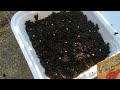 Starting Hot Portugal Peppers from Seed - Seed Starting - ShedWars - Frugal Gardening