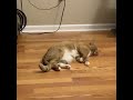 Cat flops over