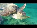 Snorkeling with Loggerhead Turtle in Crete, Greece