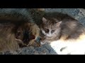 Adorable Fluffy Cats Grooming Eachother