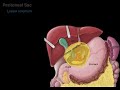 Peritoneum tutorial