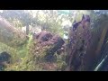 Hand Feeding Snowflake Moray Eel - I