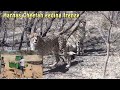 Harnas Cheetah Feeding Frenzy