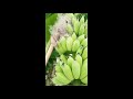 Banana Fruit || வாழைப்பழம் || Banana Tree