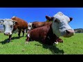 Farming Cows up close with a surprise guest - Cow Farm Video