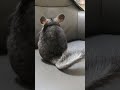 Cute Chinchillas #chinchilla #cute #pets #bunny #rabbit #squirrel  #ペット #チンチラ 20240628122942049