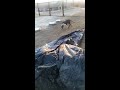 Samson the PitBull, Helps with the pool cover