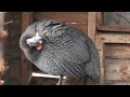 guinea fowl