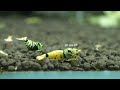 Assassin Snail Attacks Shrimp! You Won't Believe This! (Talking Shrimp)