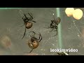 Redback Spider Vs Black House Spider Touch Taste Kill