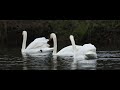 CANON R7 RF 200-800 4K CINEMATIC SWAN