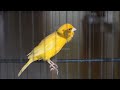 the best canary sound !! canary training