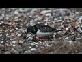 Waders after the storm