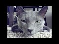 CAT PLAYING FETCH - RUSSIAN BLUE