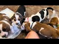 Evelyn/Dio basset hound puppies 6 wks old!