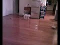 my cute little dog cream playing(huamuxtitlan)
