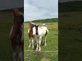 Brutus the stallion watching over his mares and foals