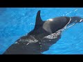 Makani trying to catch some birds - September 6, 2014 - SeaWorld San Diego