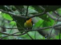 Narcissus Flycatcher / Ficedula narcissina / Jeju, Korea, 2023-06-19