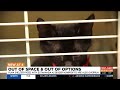 Overcrowding at Arizona animal shelters hurting rural ones in Yuma