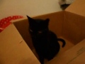 Edgar in box II