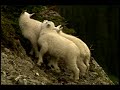 Baby Mountain Goats Playing in Glacier National Park Kids DVD