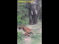 See what happens when an elephant approaches a tiger! Real king of Jungle!