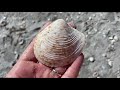 I finally found a giant shell! Bucket list horse conch shell + other beach goodies at Stump Pass