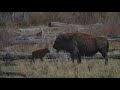 ALONE, COLD & WET  - abandoned and mom to the rescue again,  Yellowstone National Park