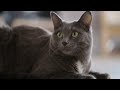 Russian Blue Cat 101 - 16 Fun Facts About Russian Blue Cat