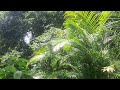 Moments In Nature | The Home Jungle | Wild Jungle Relax | Nature Forest Travel