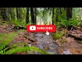 Rainy Forest Adventure: Hiking Goodman Creek, Oregon | Nature's Symphony & Salamander Spotting