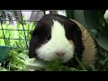 Relaxing Guinea Pig Video With Music