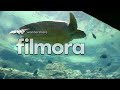SeaWorld Day Vlog Skoops and F.E. Bullock