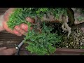 How to take care of your Bonsai trees in Summer