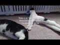 How We Accidentally Adopted 6 Black and White Cats (Repost with Music) (Please Read Description!)