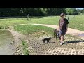 Toy poodle shows how to do a water retrieve